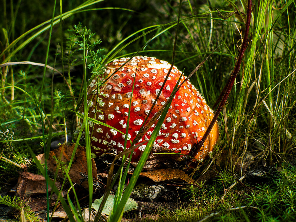 Photograph by Anna Gancheva