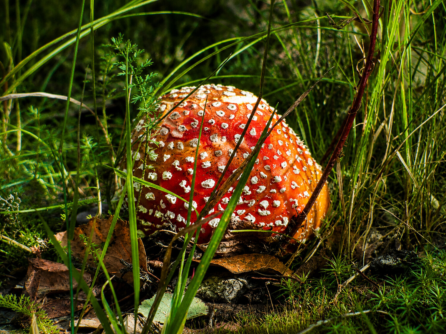 Photo #13933083