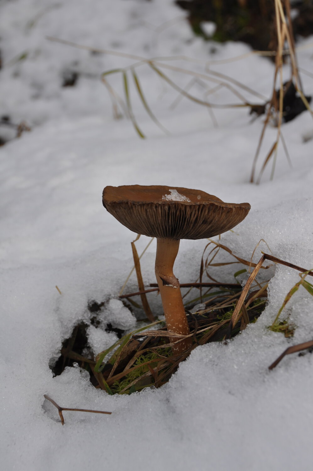 Photo #13933148