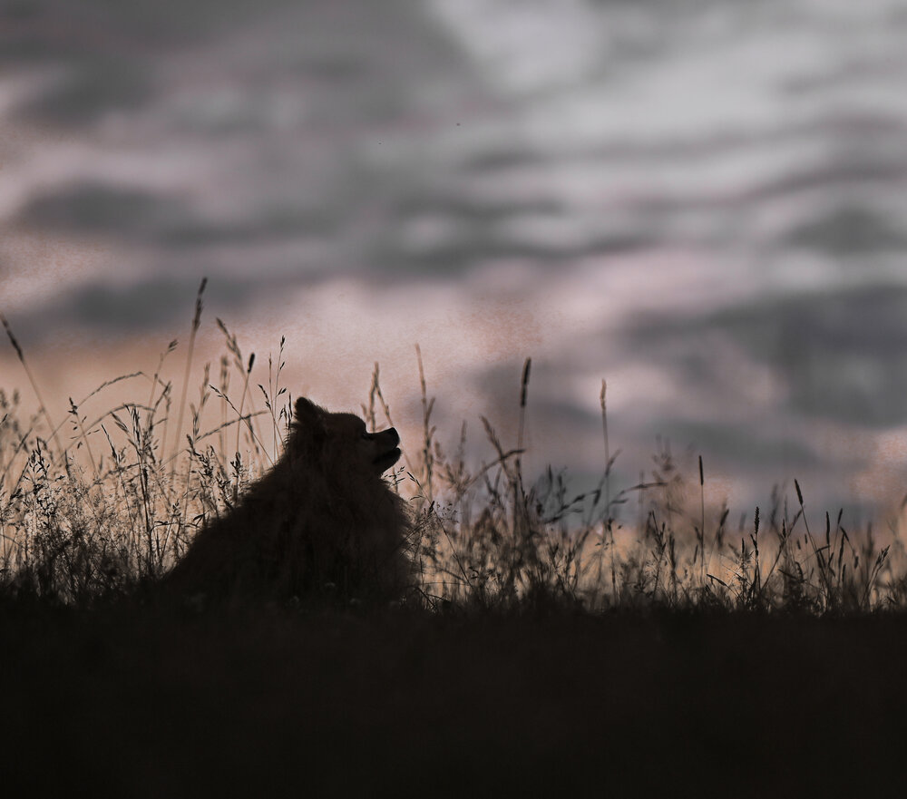 Photograph by Ольга Бахметьева