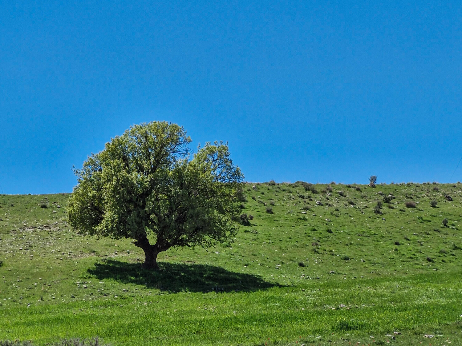 Photo #13933269