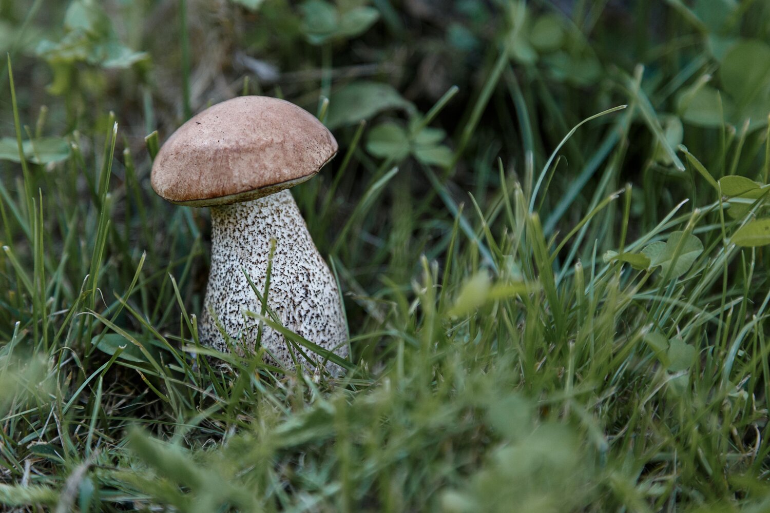 Photo #13933345