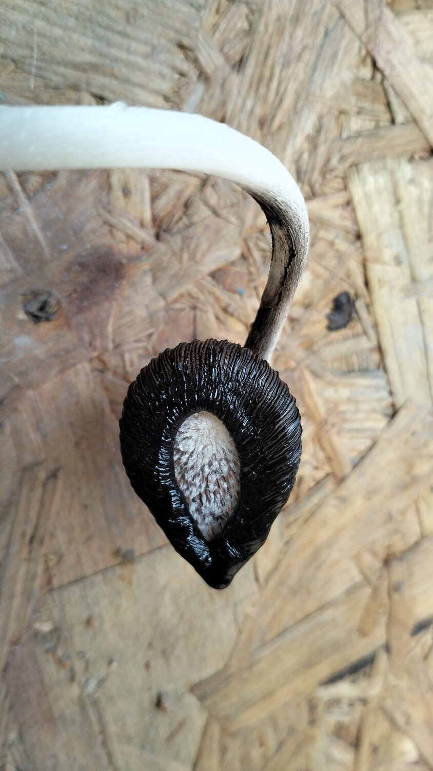 Photo #13933358