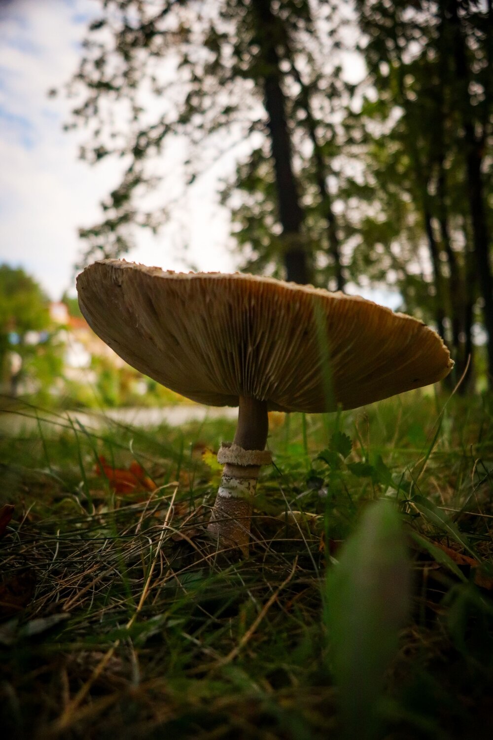 Photo #13933465