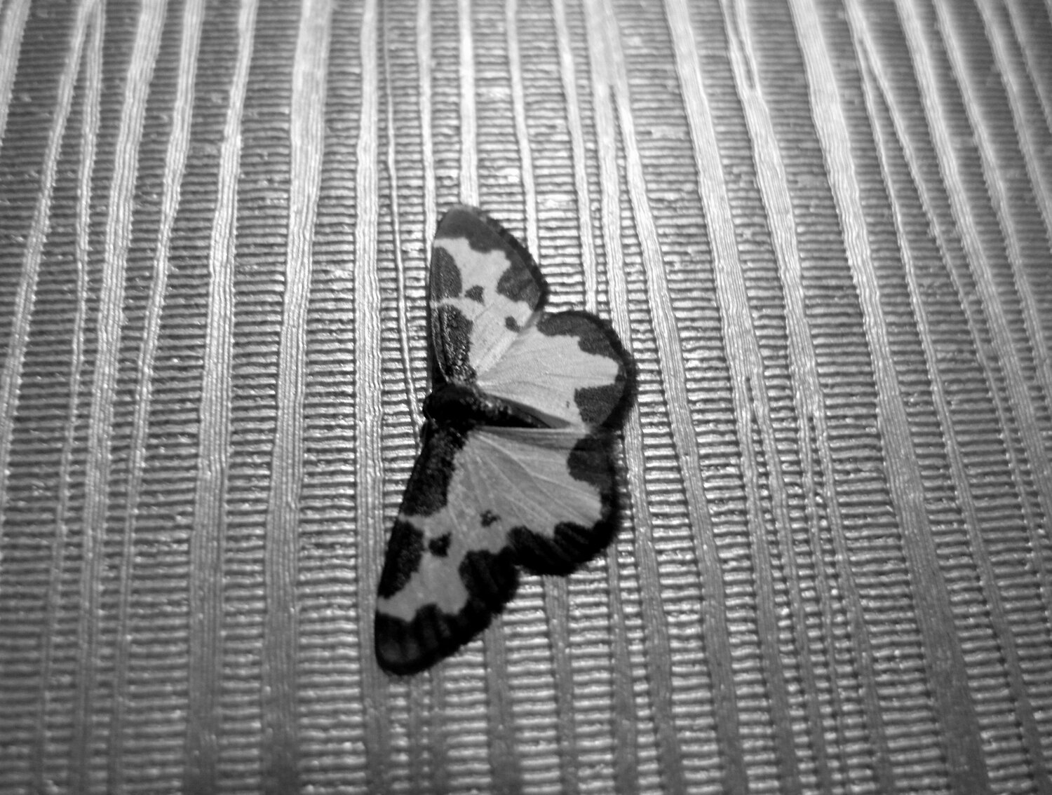 Photo #13933586