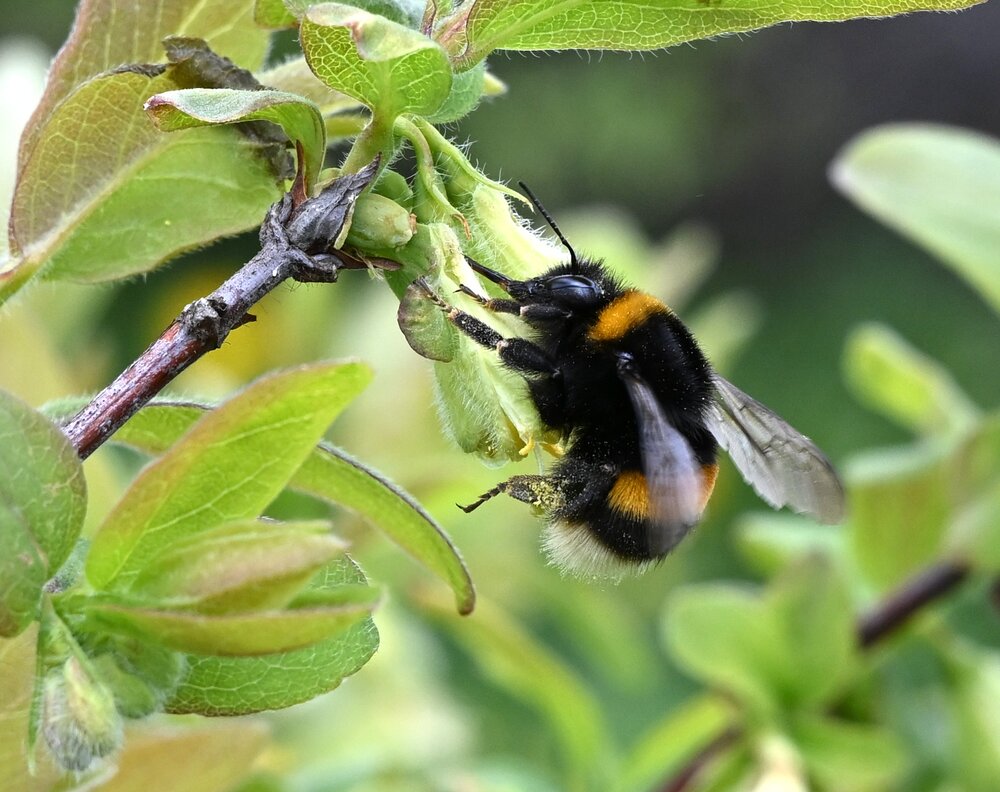 In the natural world