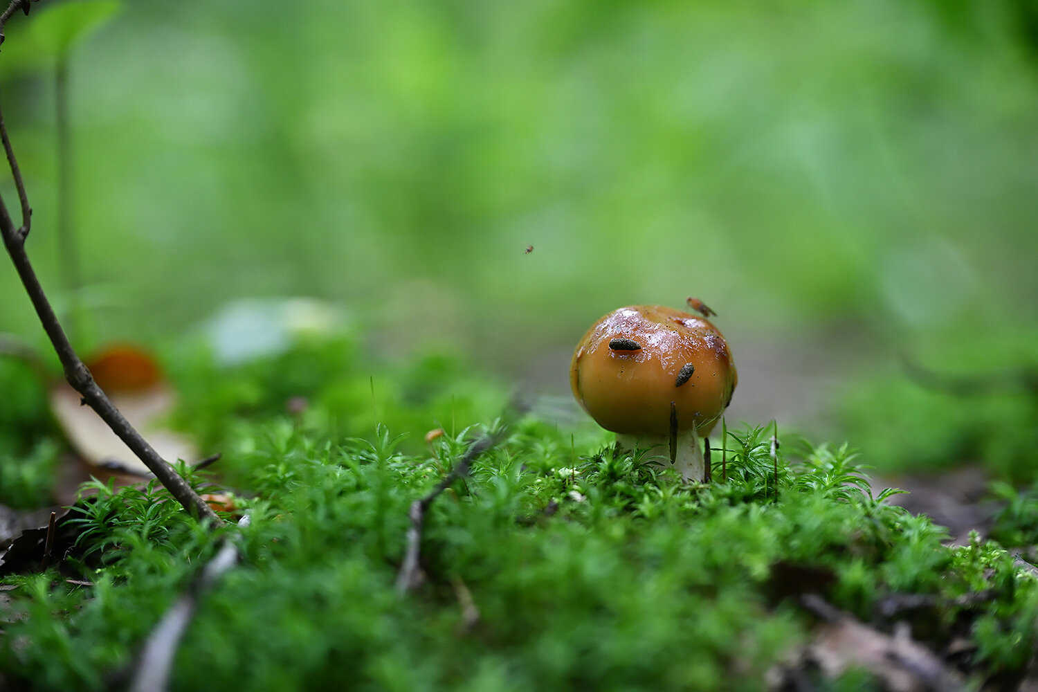 Photo #13933860