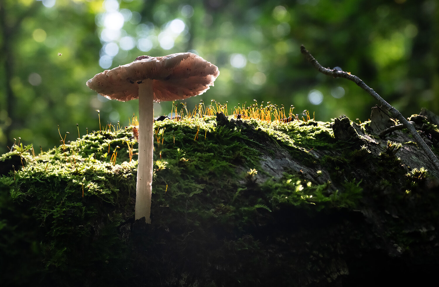Photo #13933861