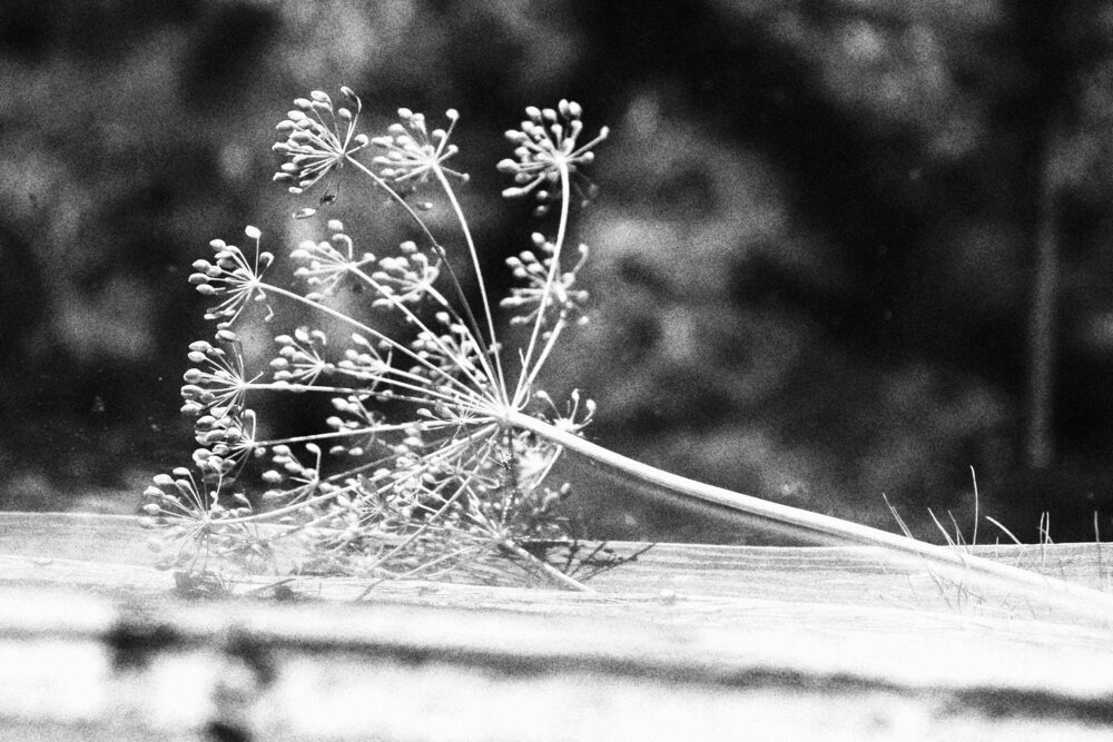 Photograph by Евгения Нестеренко