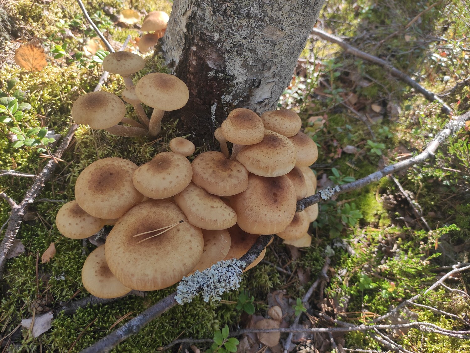 Photo #13933942