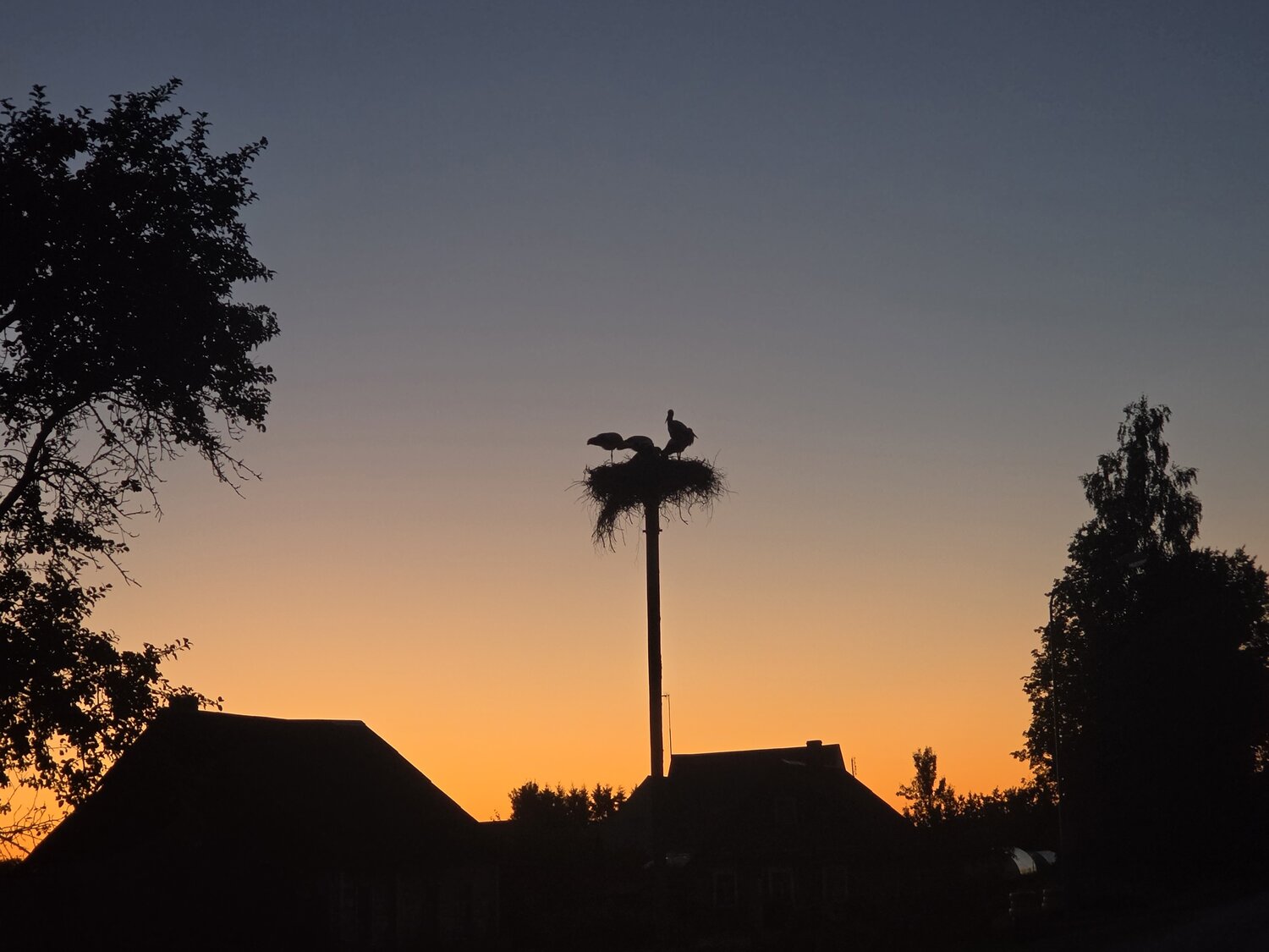 Photo #13934271