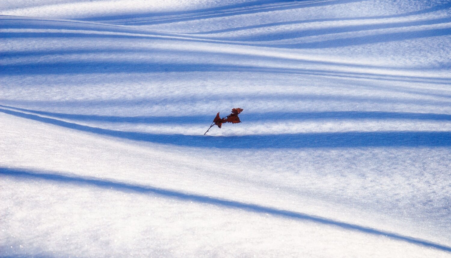 Photo #13934302