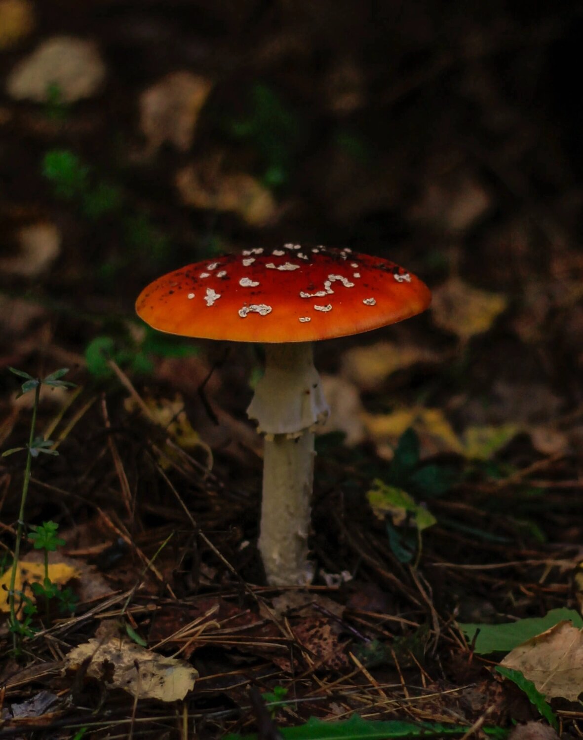 Photo #13934514