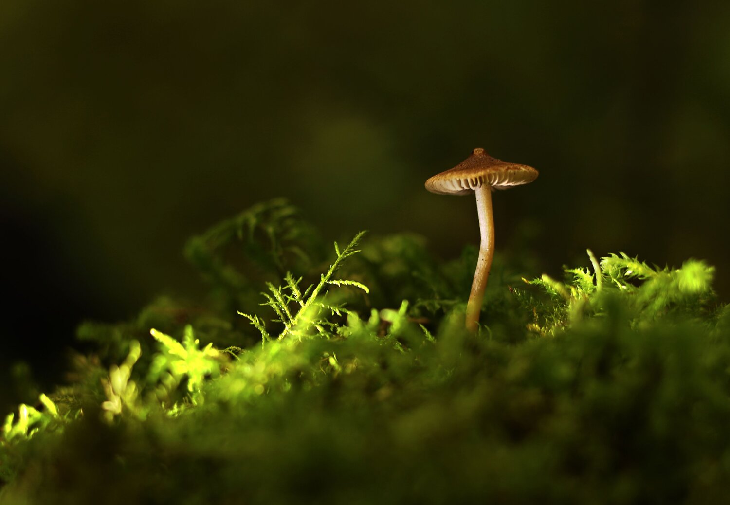 Photo #13934526
