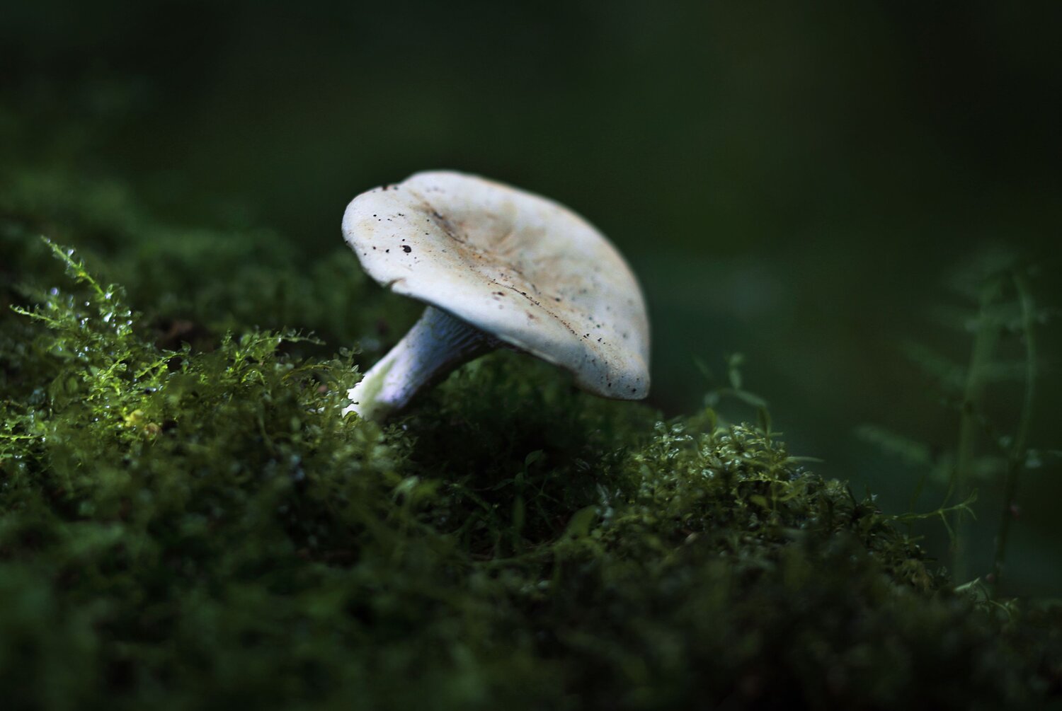 Photo #13934529