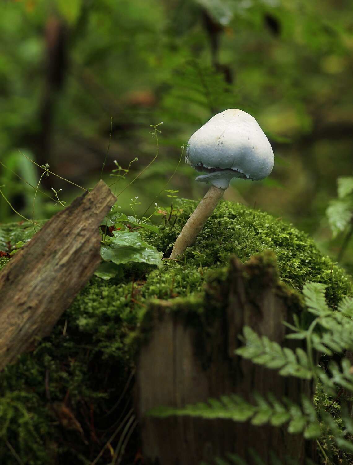 Photo #13934530