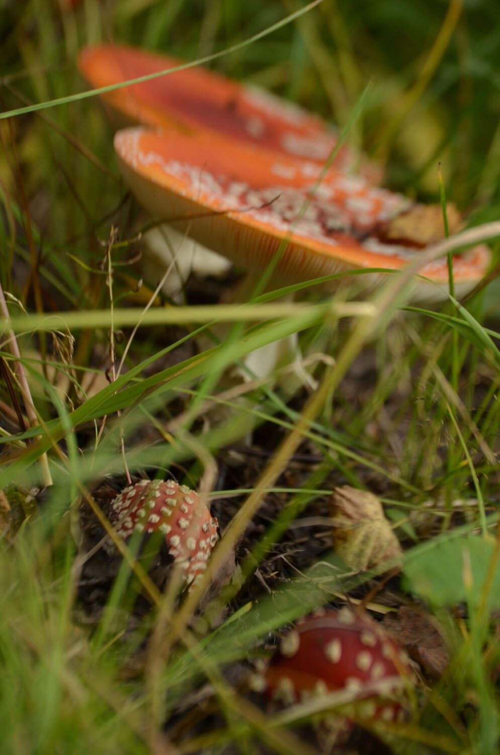 Photo #13934550
