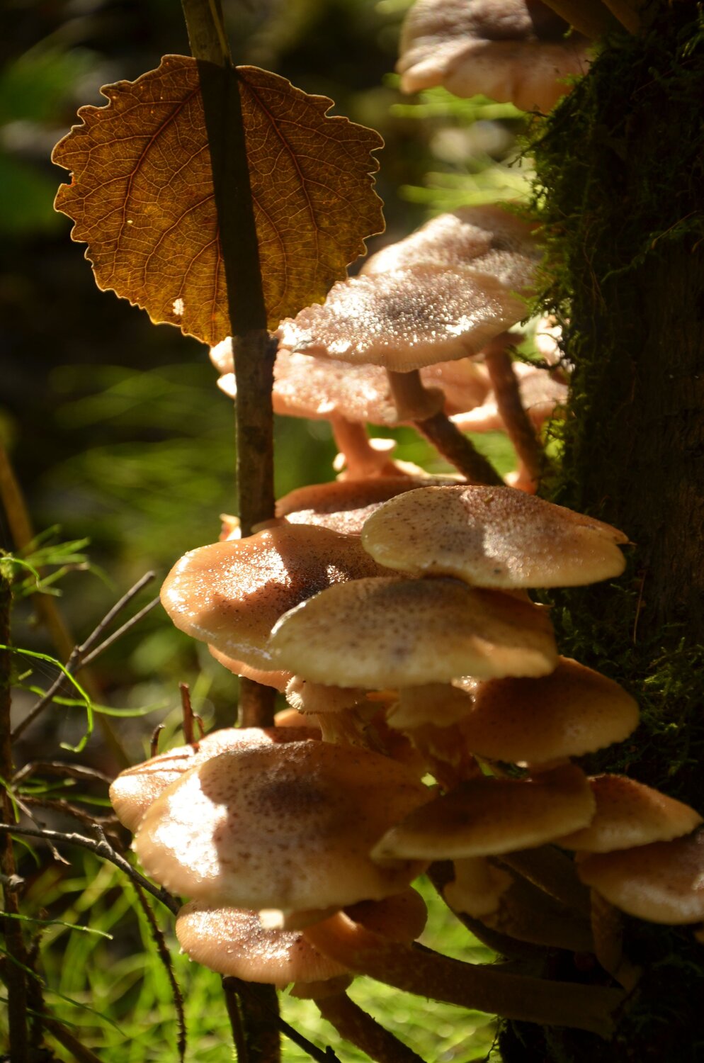 Photo #13934553