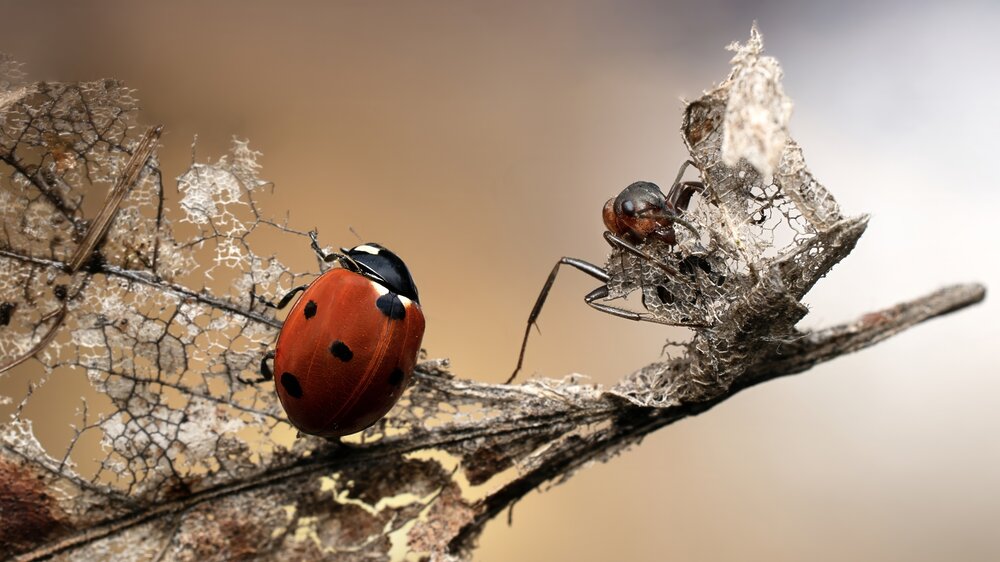 Photograph by Людмила Железнова
