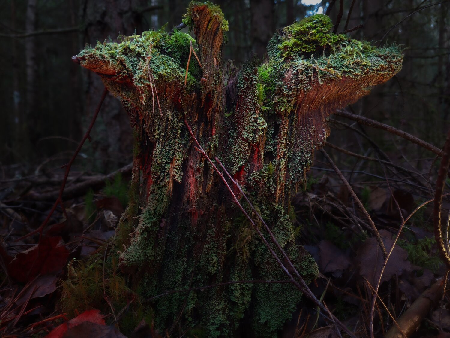 Photo #13934646