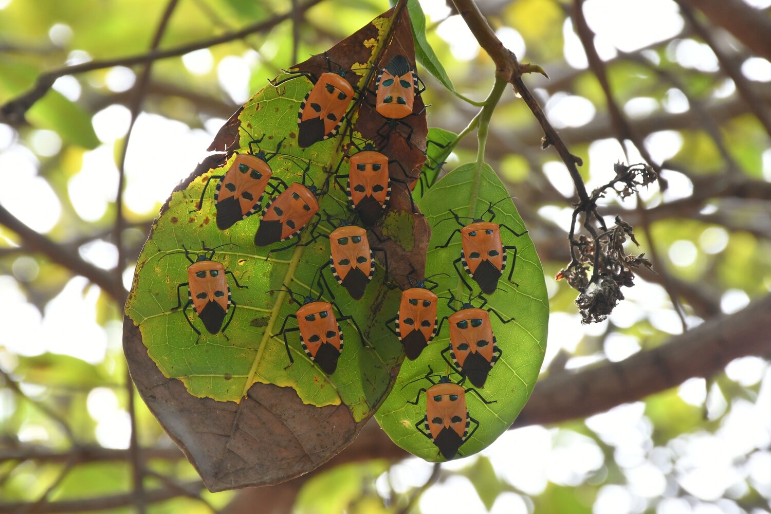Natures Masquerade: Man-Faced Bugs on Leaves Natures Masquerade: Man-Faced Bugs on Leaves