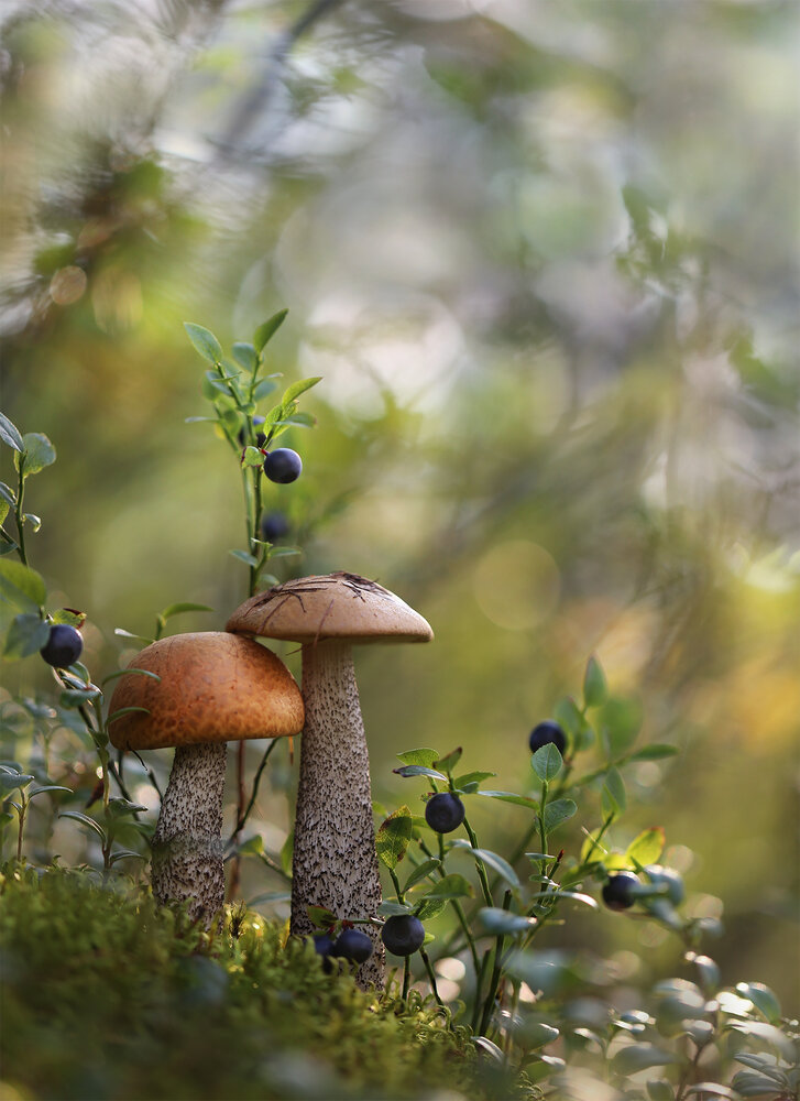 Photograph by Евгения Левина