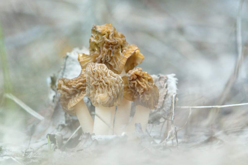 Photograph by Елена Валова