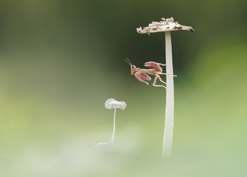 Photograph by Riswandi