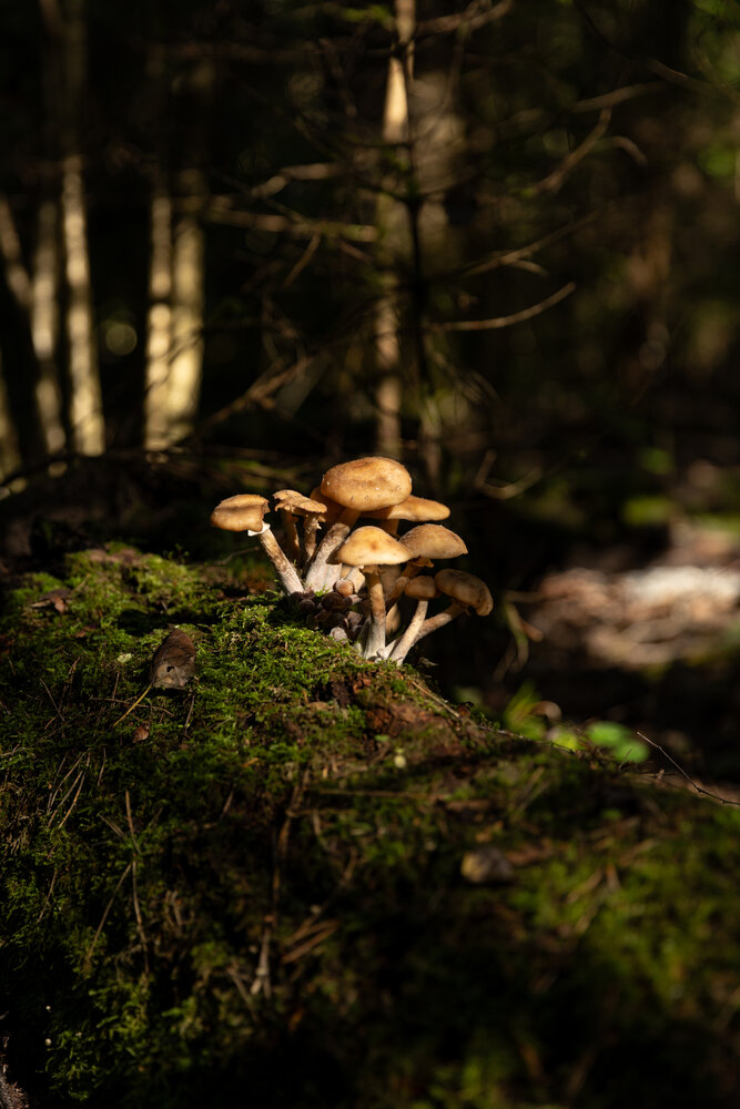 Photograph by Наталья Угрюмова