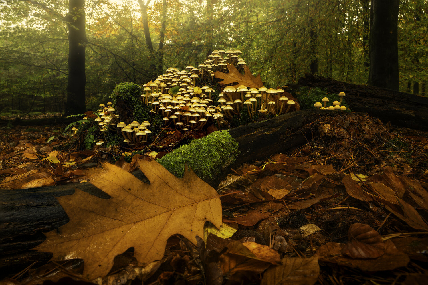 Photo #13935120