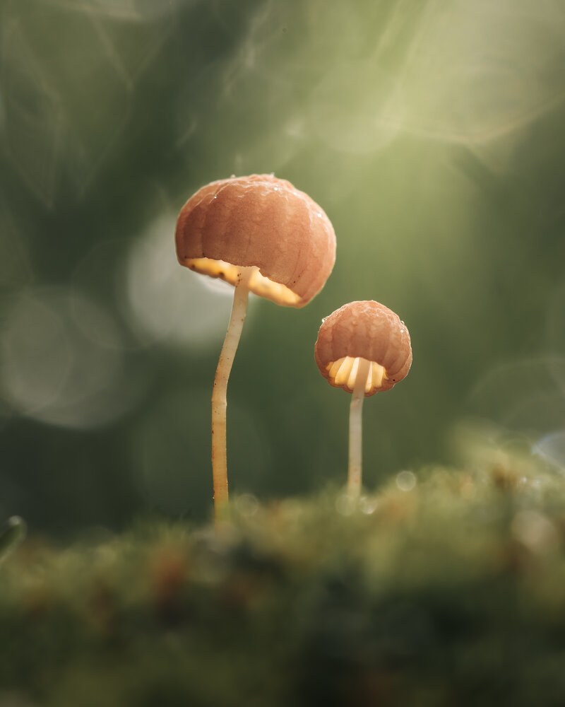 Photograph by Riswandi