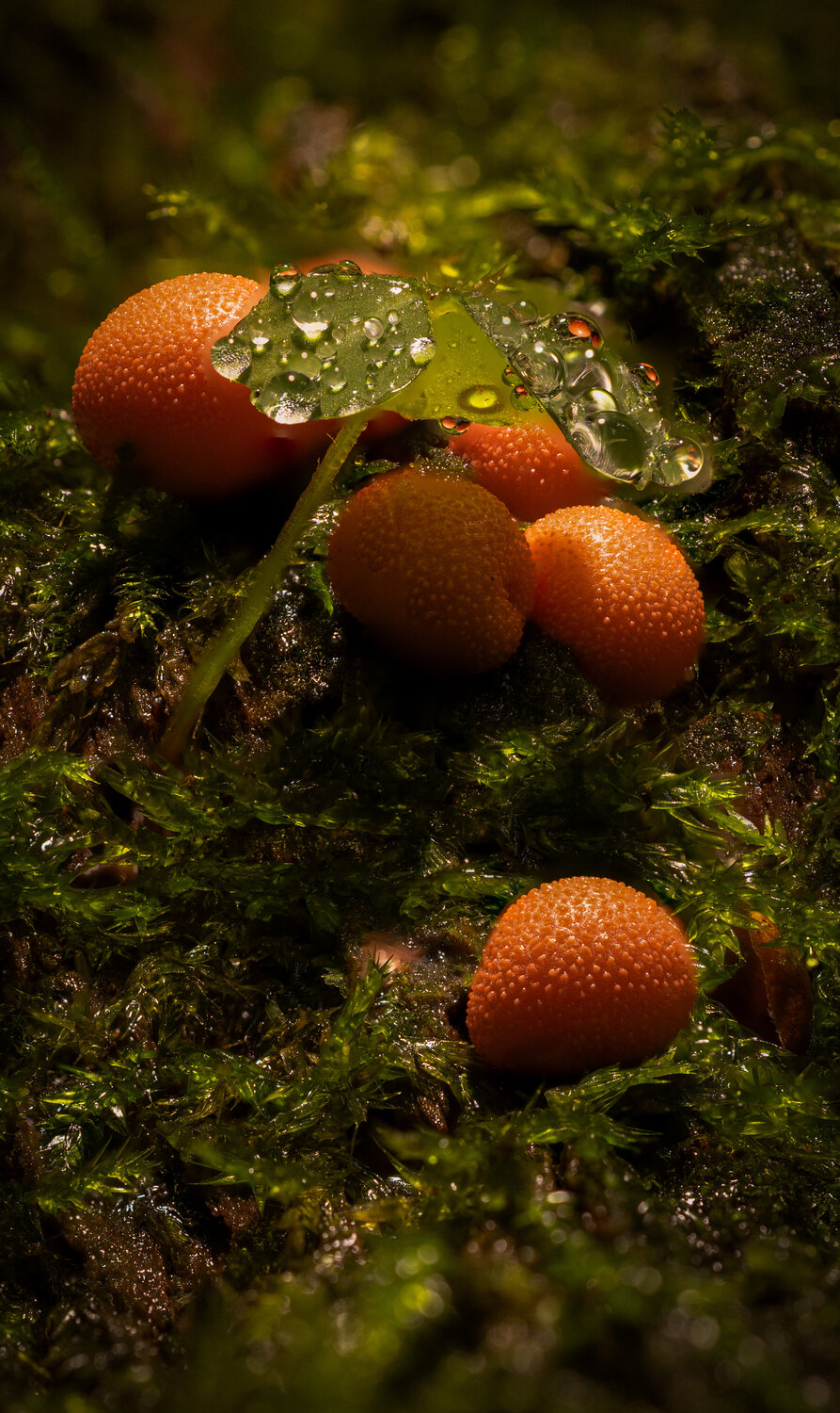 Photo #13935199