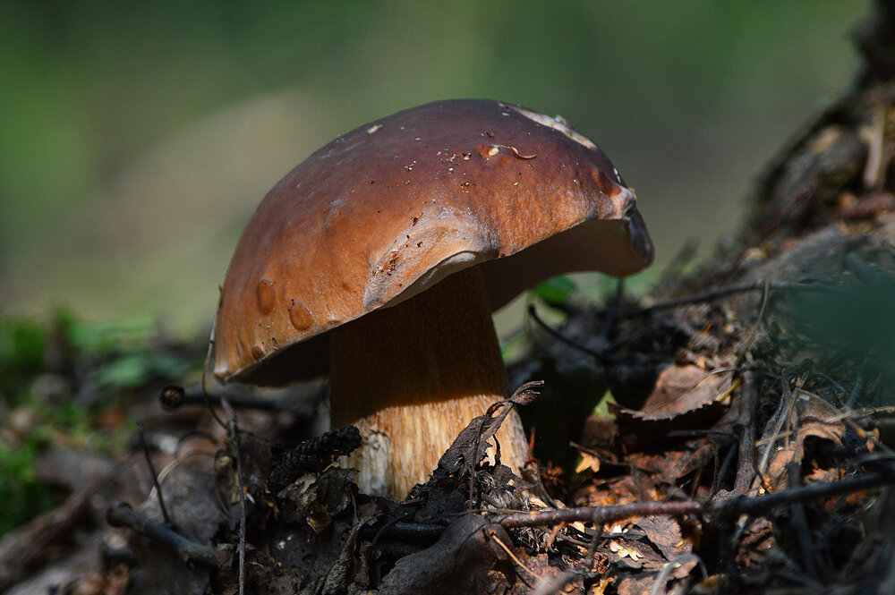 Photograph by Сергей Суворов