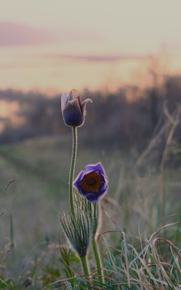 Photograph by Татьяна Шебаршенко