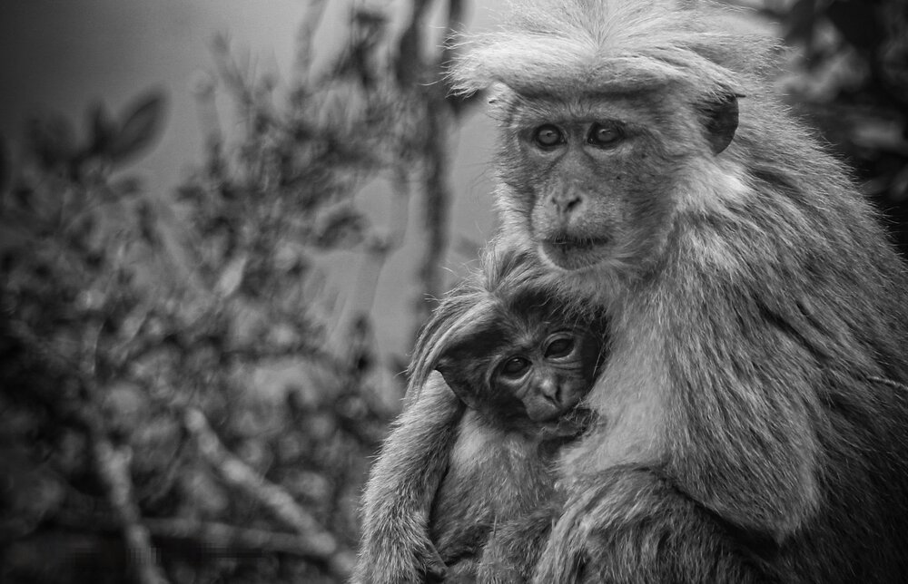 The Safest Place in the Wild Is a Mother\\\'s Heart. ❤️