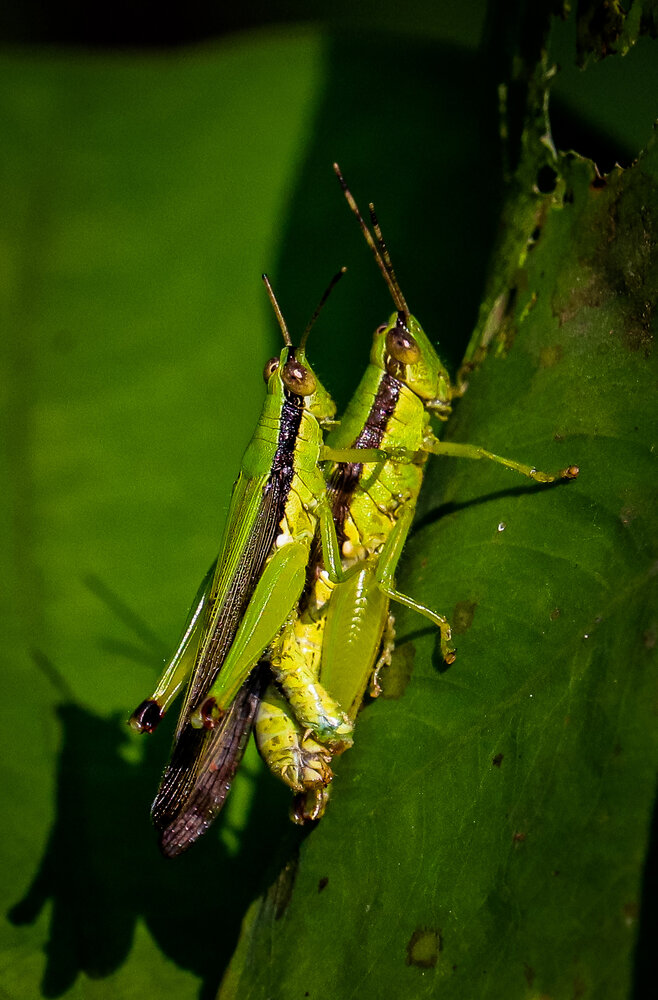 Photograph by Arkachanda Roy