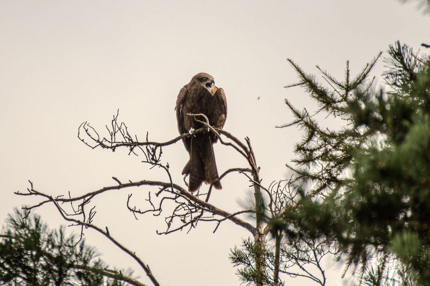 Photo #13935406