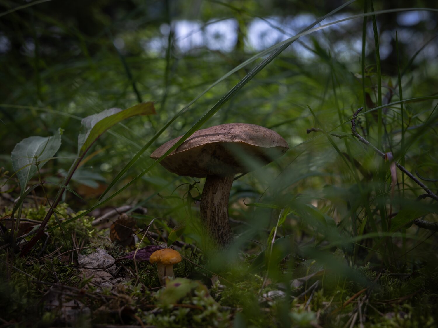 Photo #13935504