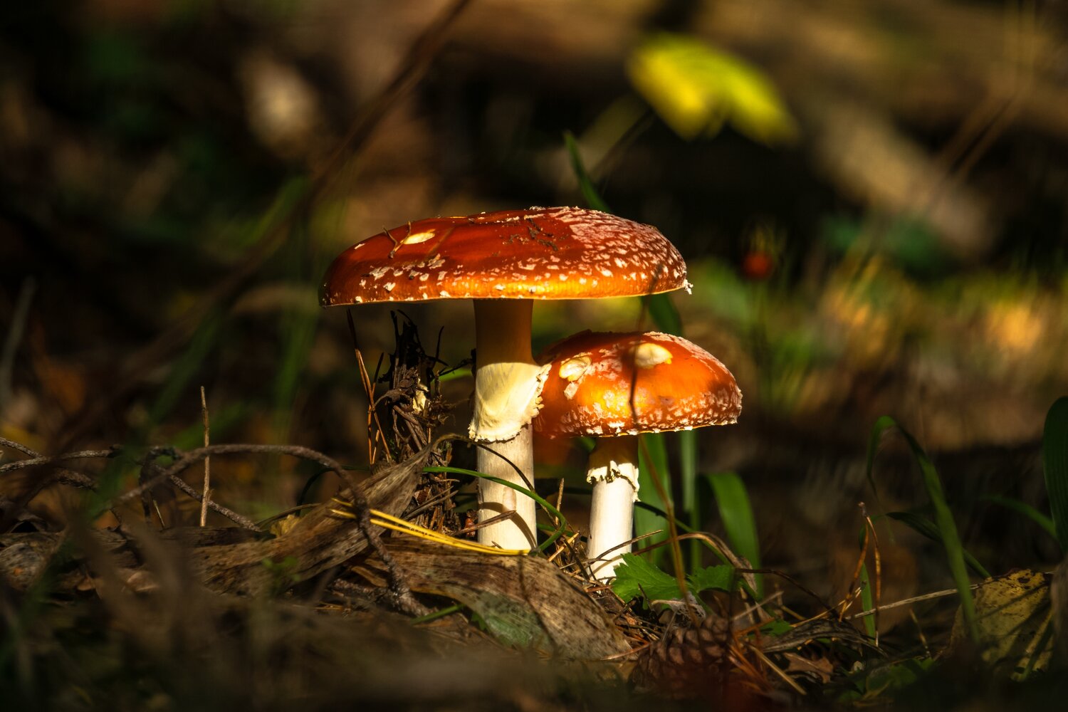 Photo #13935505