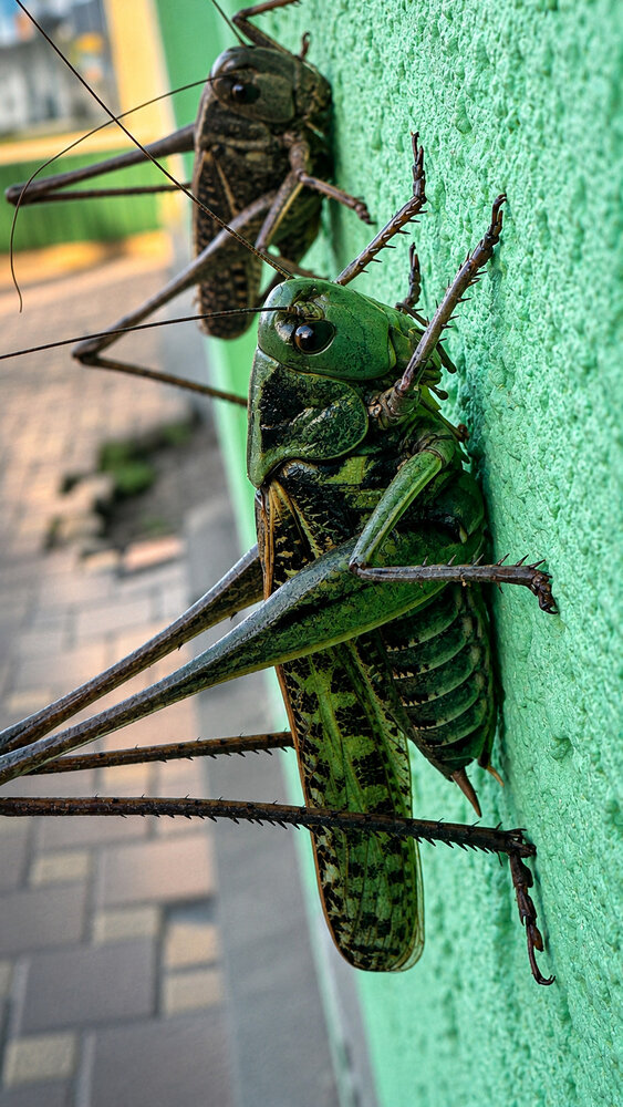 Photograph by Антонина Туркулец