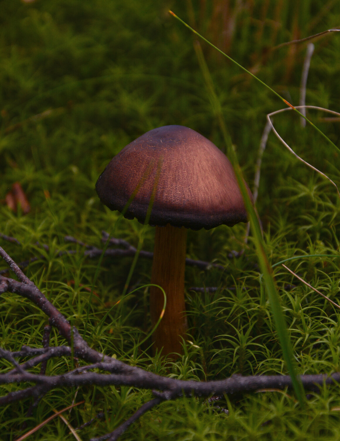 Photo #13935563