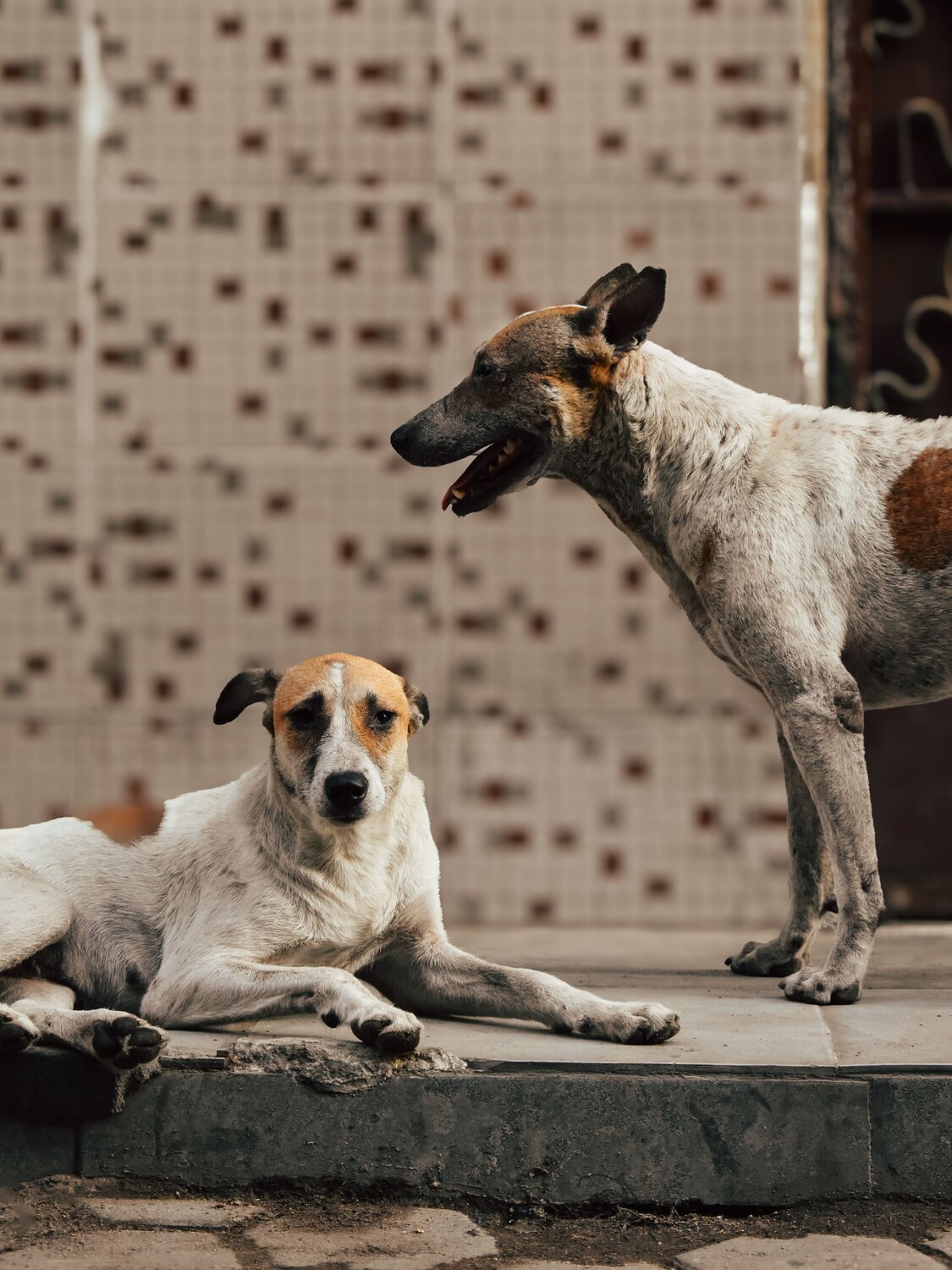 Two dogs, one story
