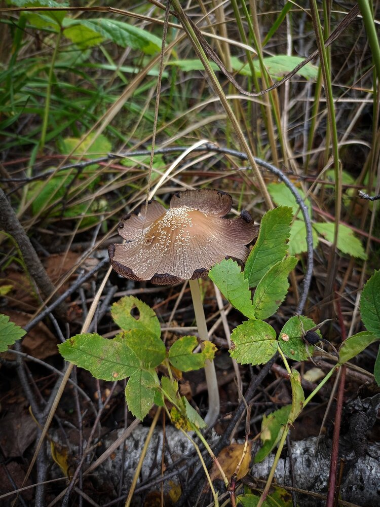 Photograph by Елена Чернякова