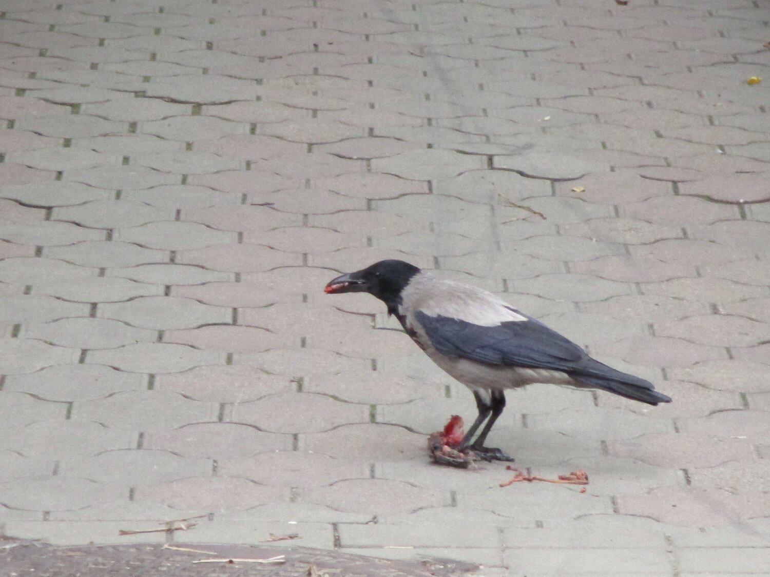 Photo #13935647
