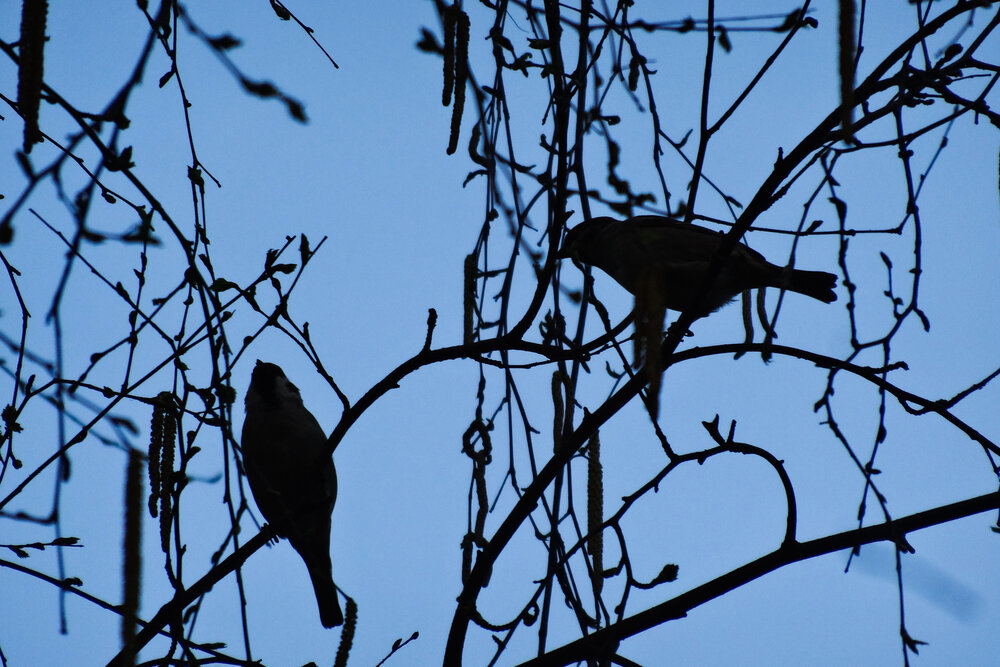 Photo #13935715