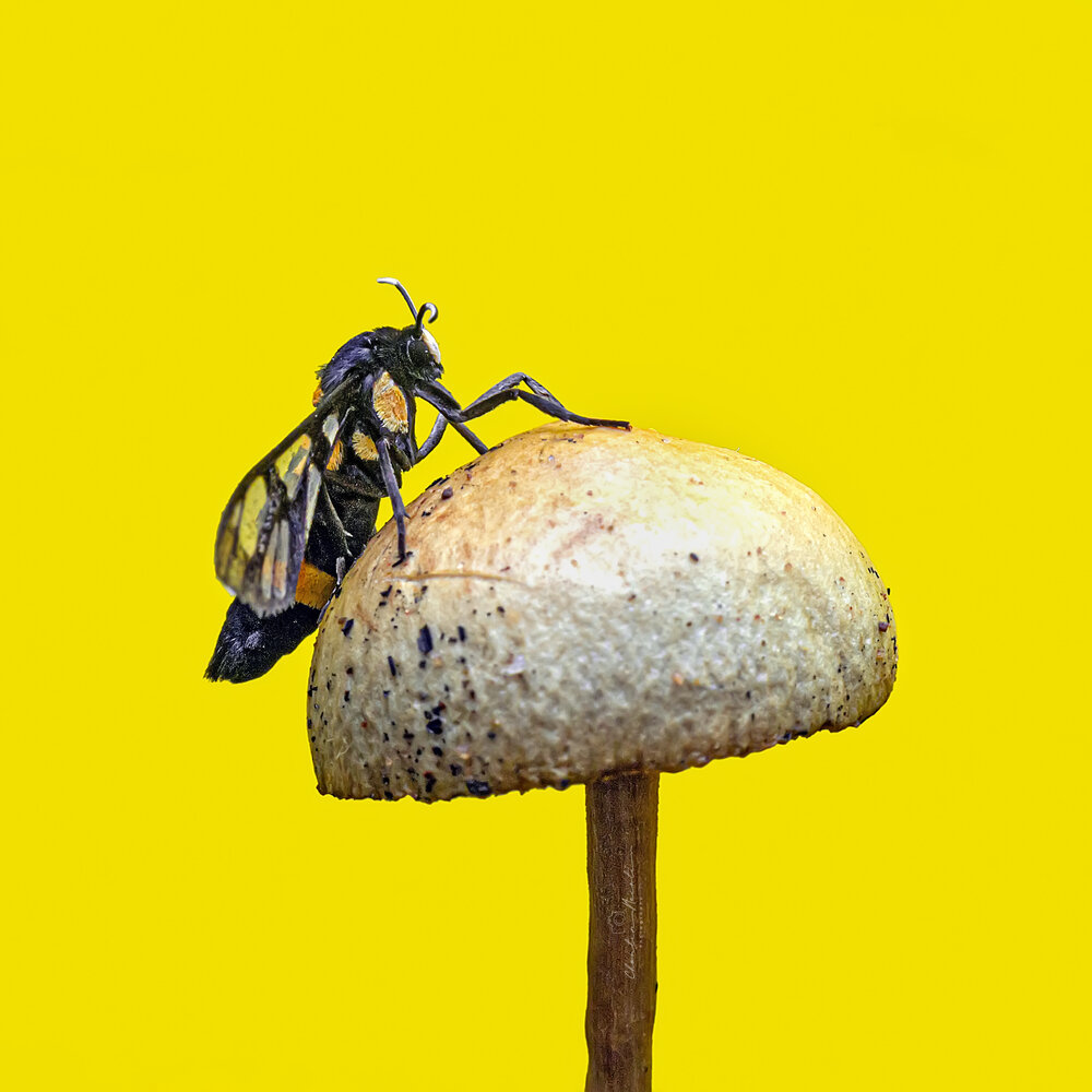 Photograph by NeCoTi ChonTin