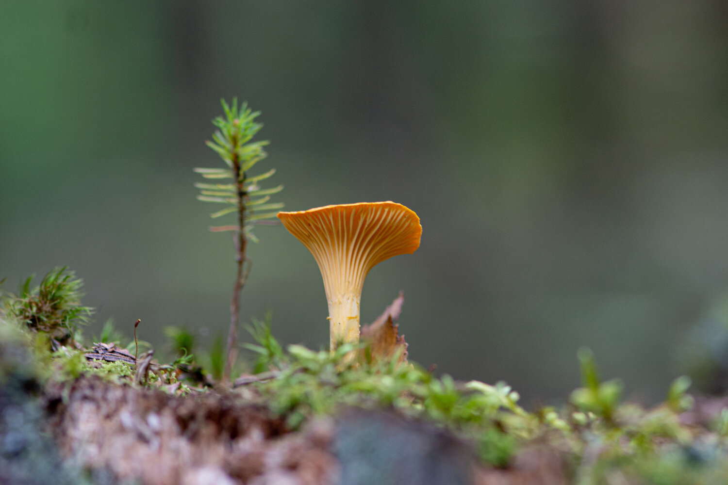 Photo #13935792