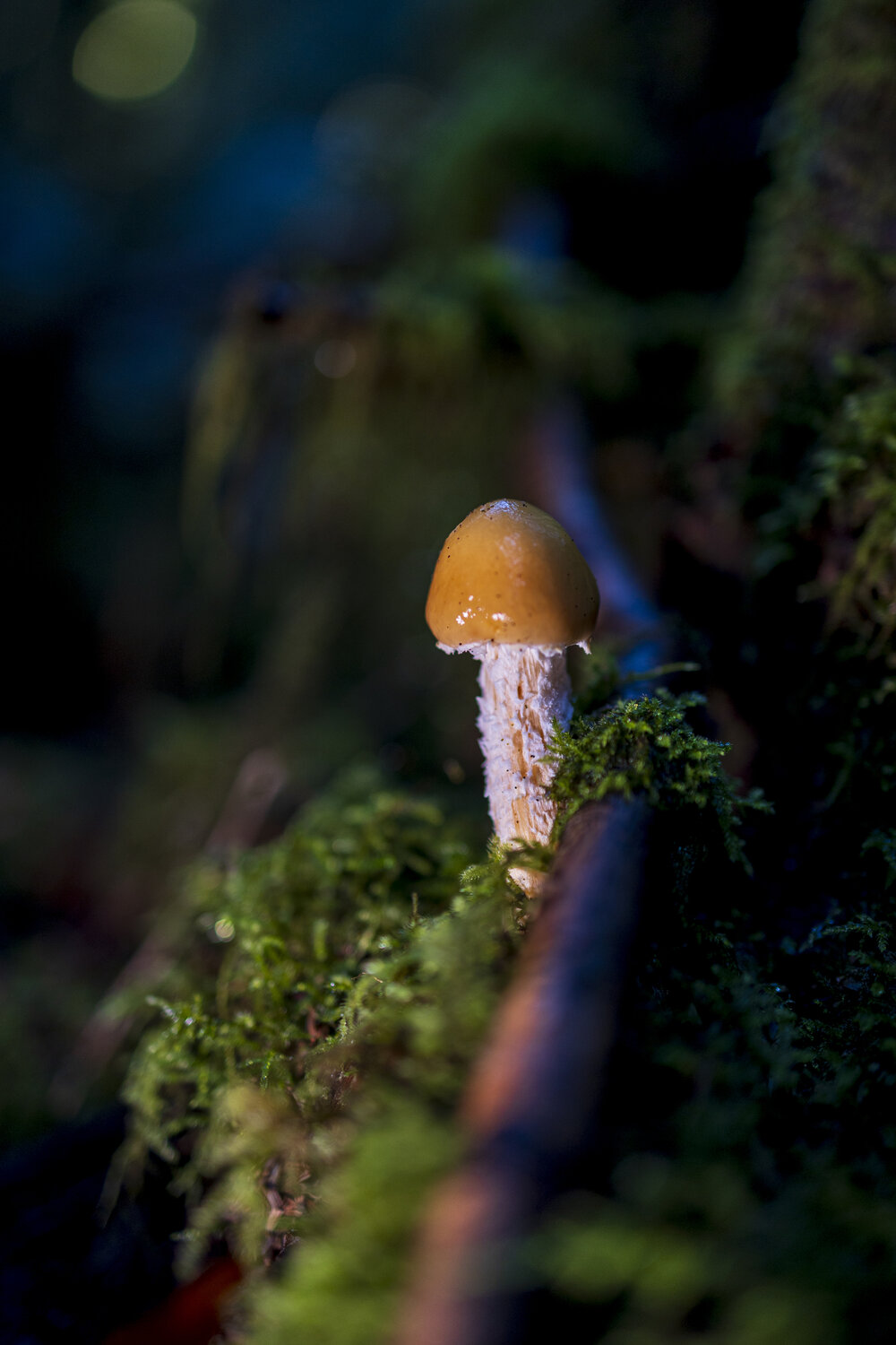 Photo #13935916