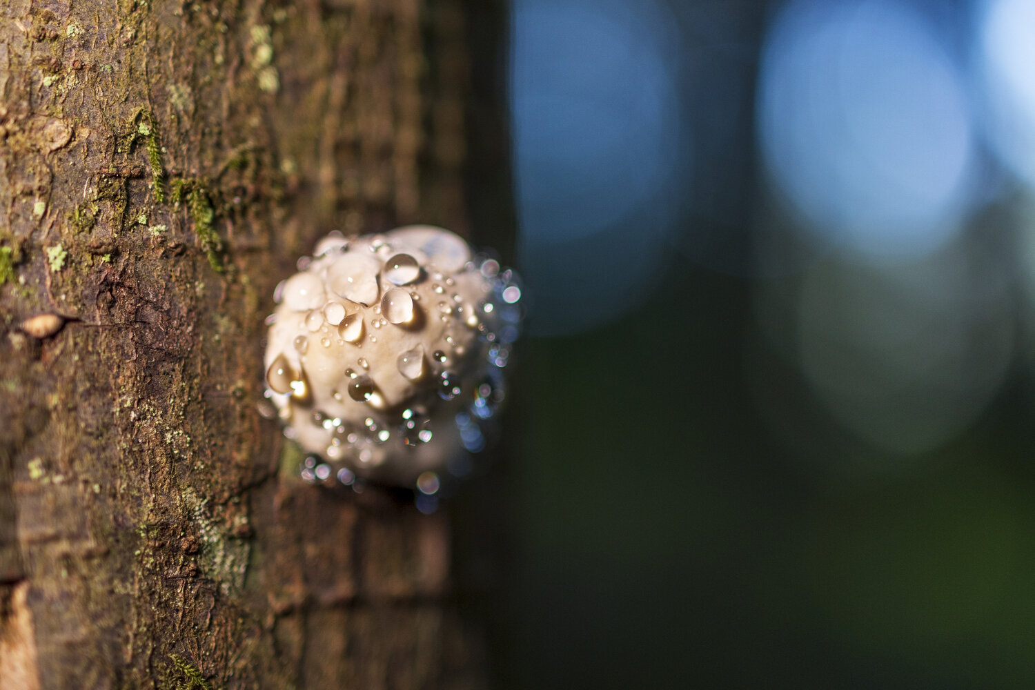 Photo #13935918
