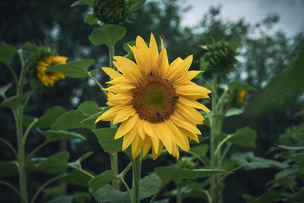 Photograph by Arkhipov